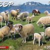 MiniArt 38042 Sheep